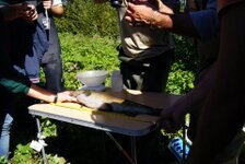 visita ist ittiogenico (46).jpg